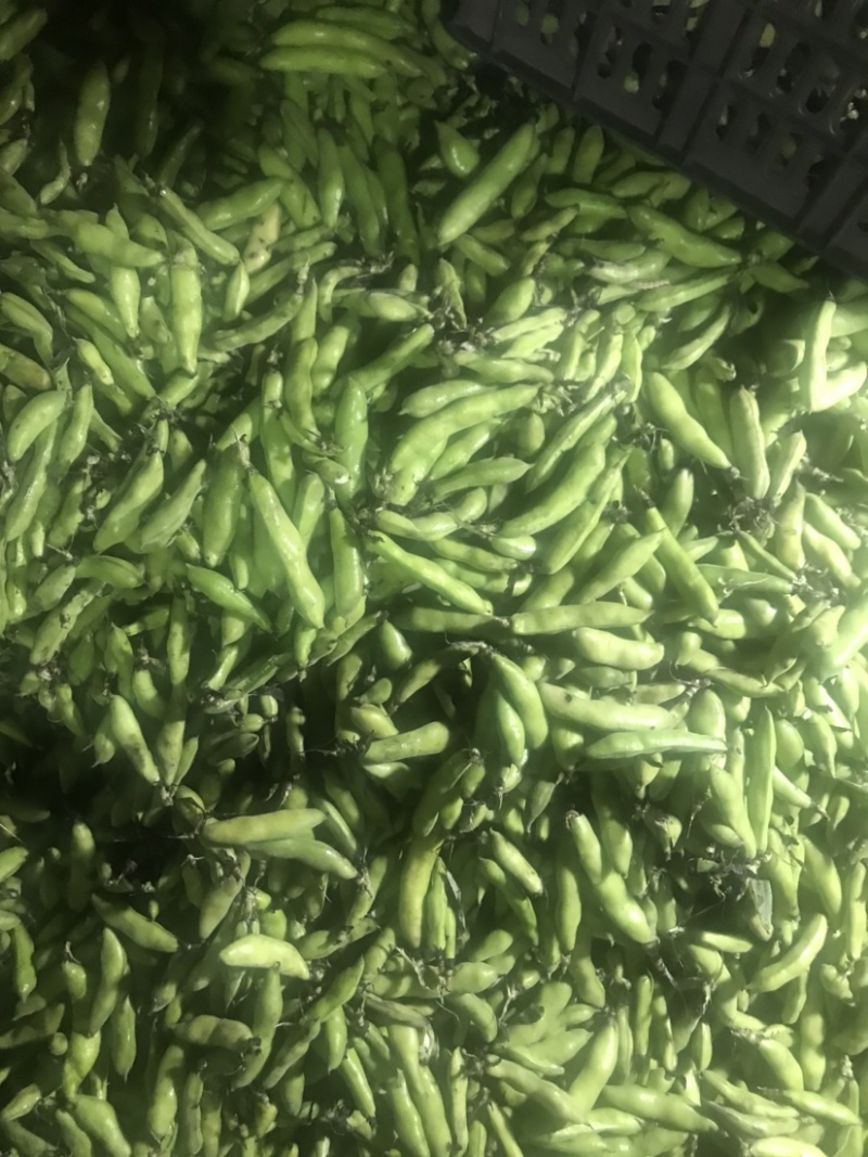 大理蚕豆大量上市需要的老板快点来物美价廉