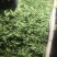 大理蚕豆大量上市需要的老板快点来物美价廉