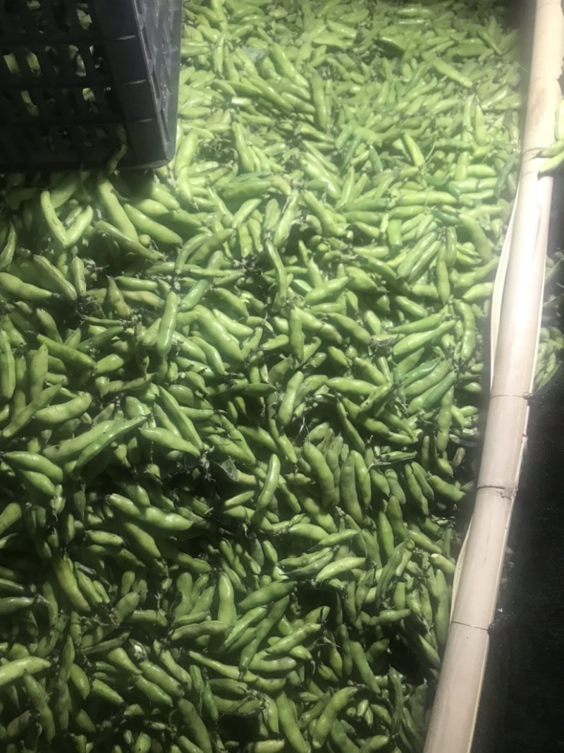 大理蚕豆大量上市需要的老板快点来物美价廉