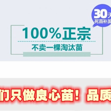 柿子树苗日本甜柿太秋甜柿苗基地直发可视频看货