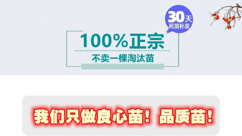 柿子树苗日本甜柿太秋甜柿苗基地直发可视频看货