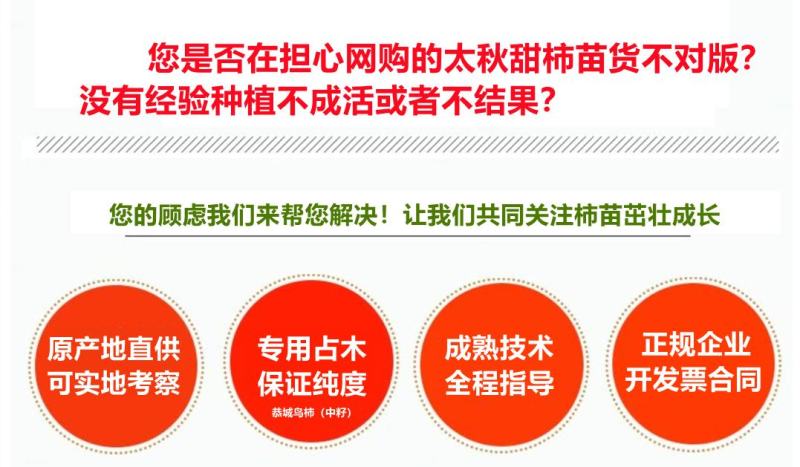 柿子树苗日本甜柿太秋甜柿苗基地直发可视频看货