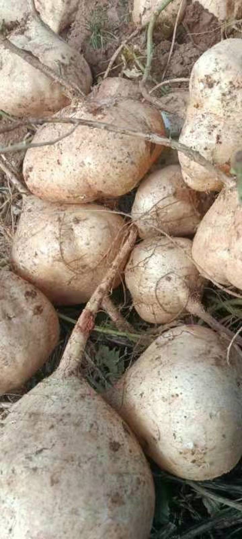 豆薯，土瓜，货源充足