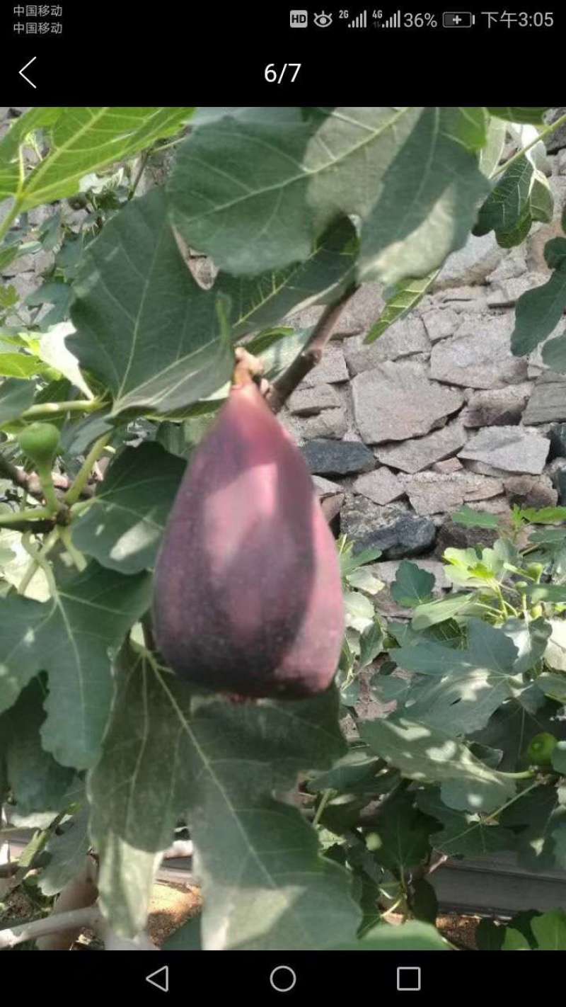 无花果树。波姬红，布兰瑞克，斯特拉，芭劳奈，品种齐全。