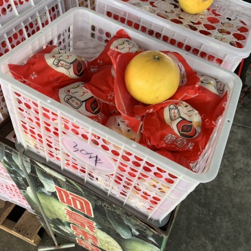 葡萄柚