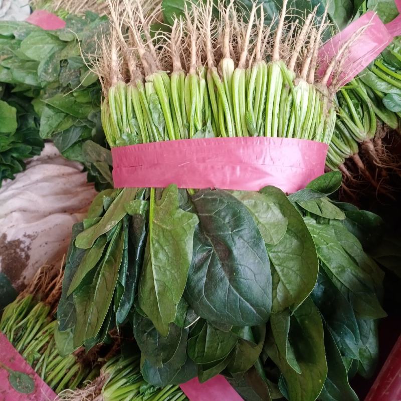 河南滑县，精品菠菜，质量保证，货源充足，