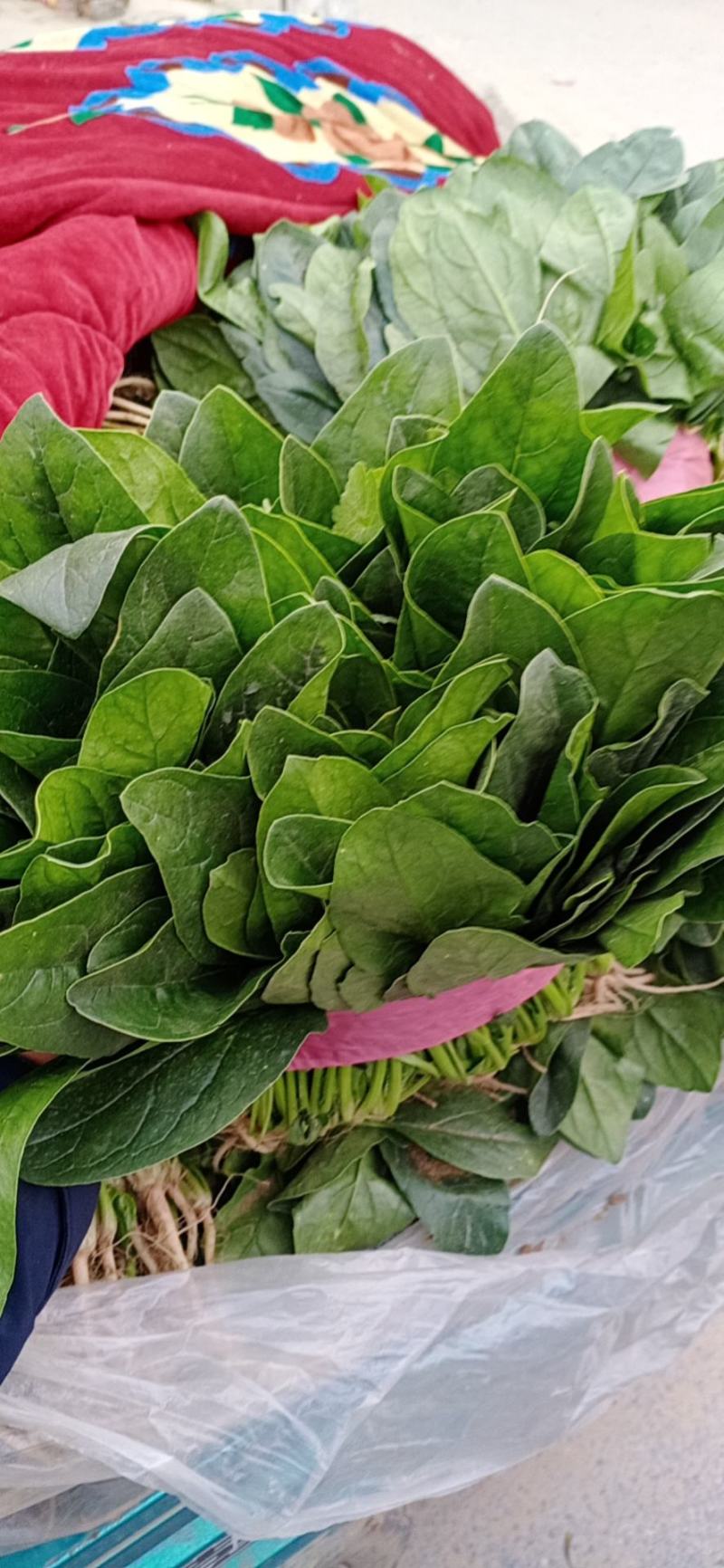 河南滑县，精品菠菜，质量保证，货源充足，