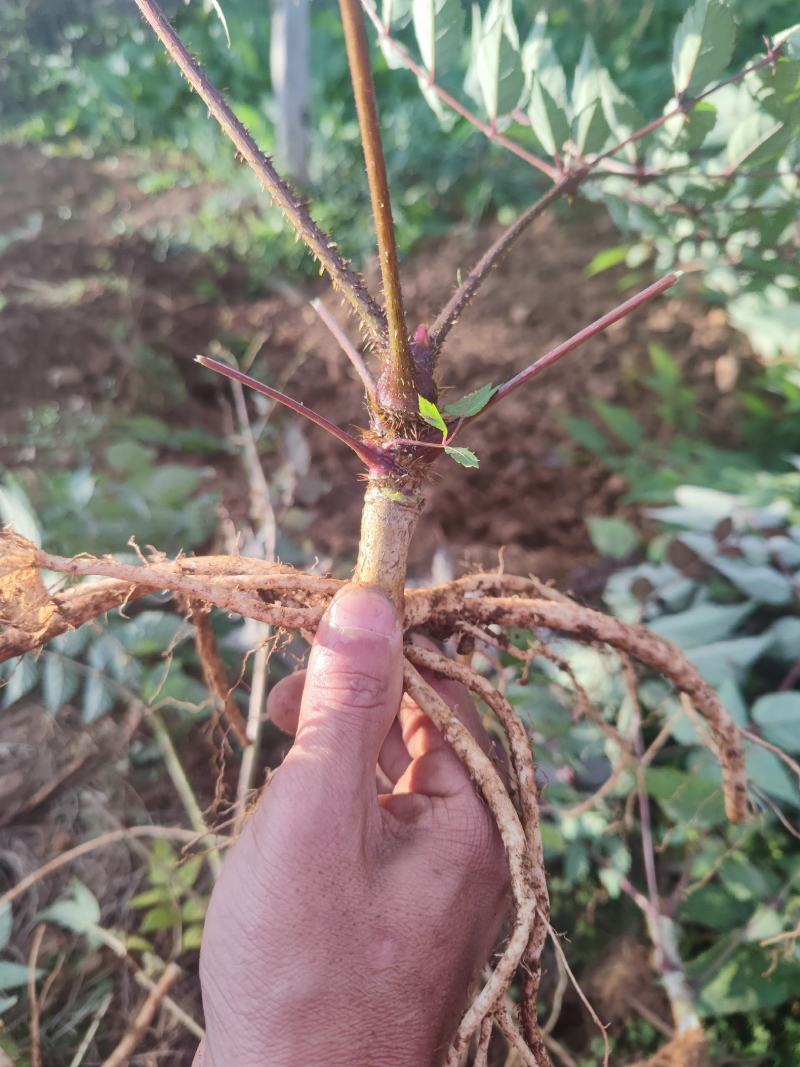 刺老包苗，云南菜王~红芽红杆刺老包，刺老芽苗，东北刺嫩芽