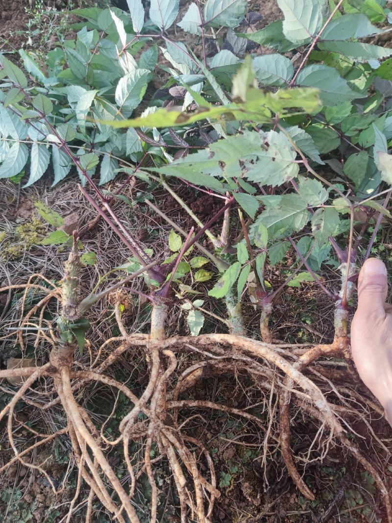 刺老包苗，云南菜王~红芽红杆刺老包，刺老芽苗，东北刺嫩芽