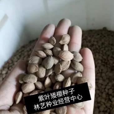 紫叶矮樱种子观叶树种孤植群植皆宜彩叶乔木种子