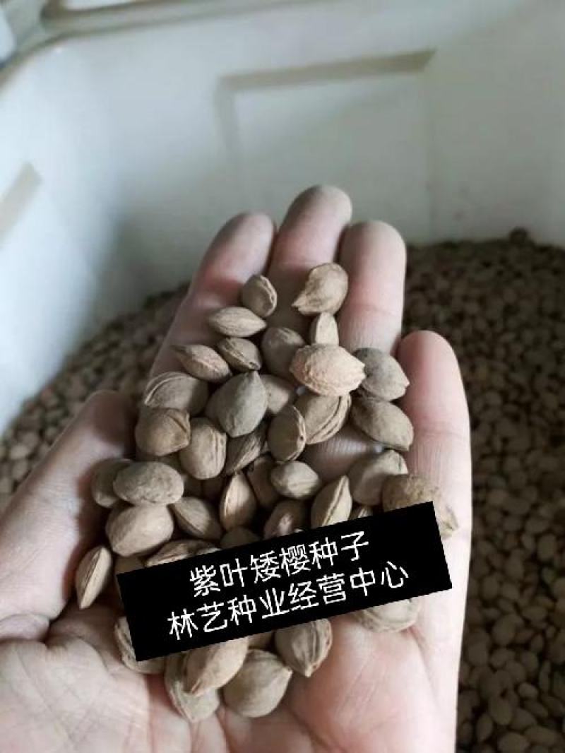 紫叶矮樱种子观叶树种孤植群植皆宜彩叶乔木种子
