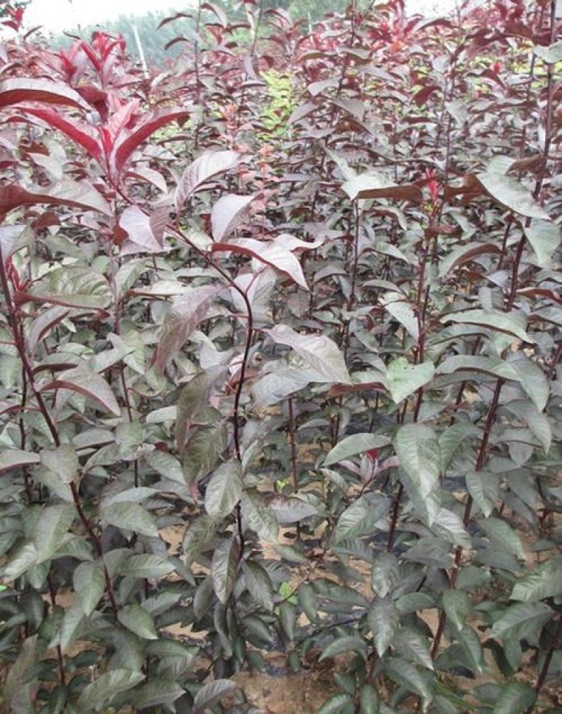 紫叶矮樱种子观叶树种孤植群植皆宜彩叶乔木种子