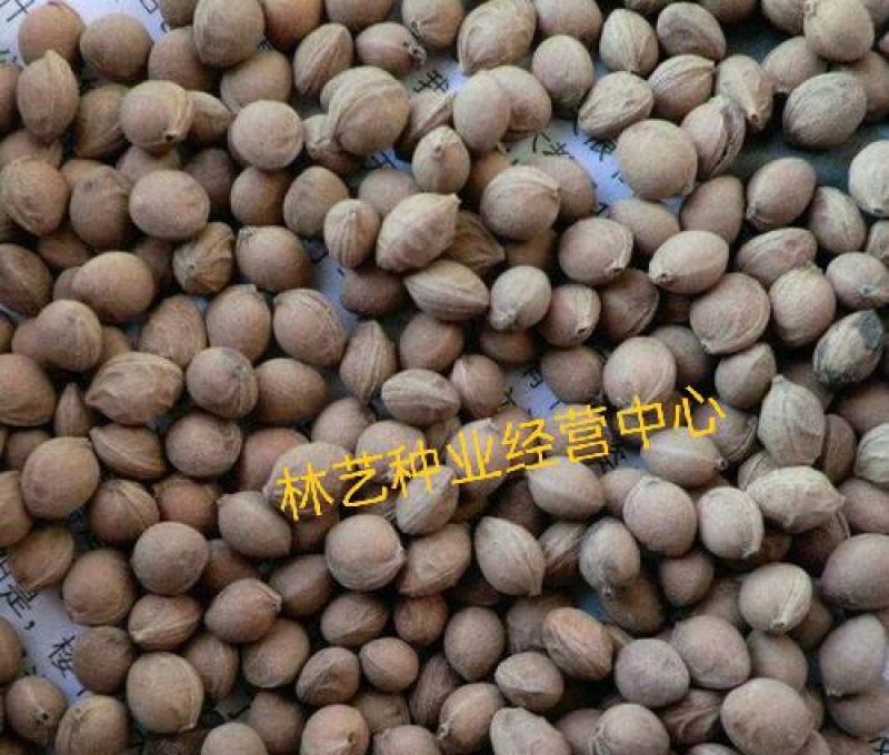 紫叶矮樱种子观叶树种孤植群植皆宜彩叶乔木种子