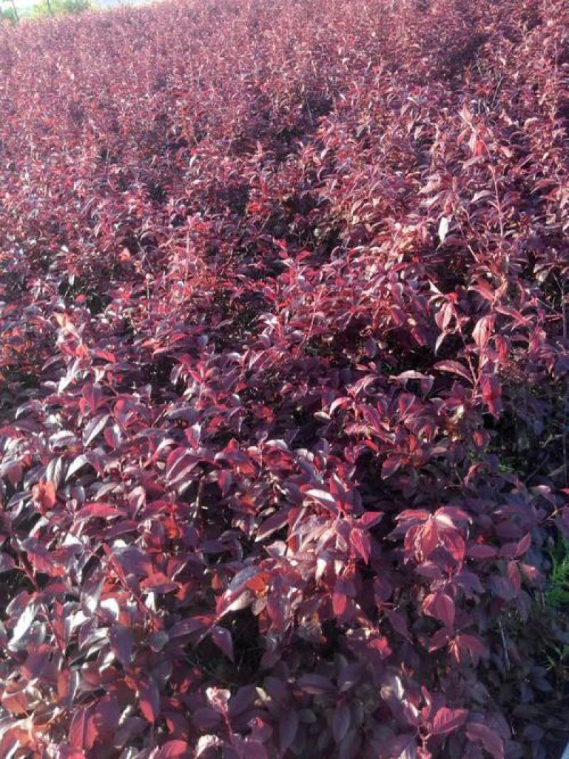 紫叶矮樱种子观叶树种孤植群植皆宜彩叶乔木种子