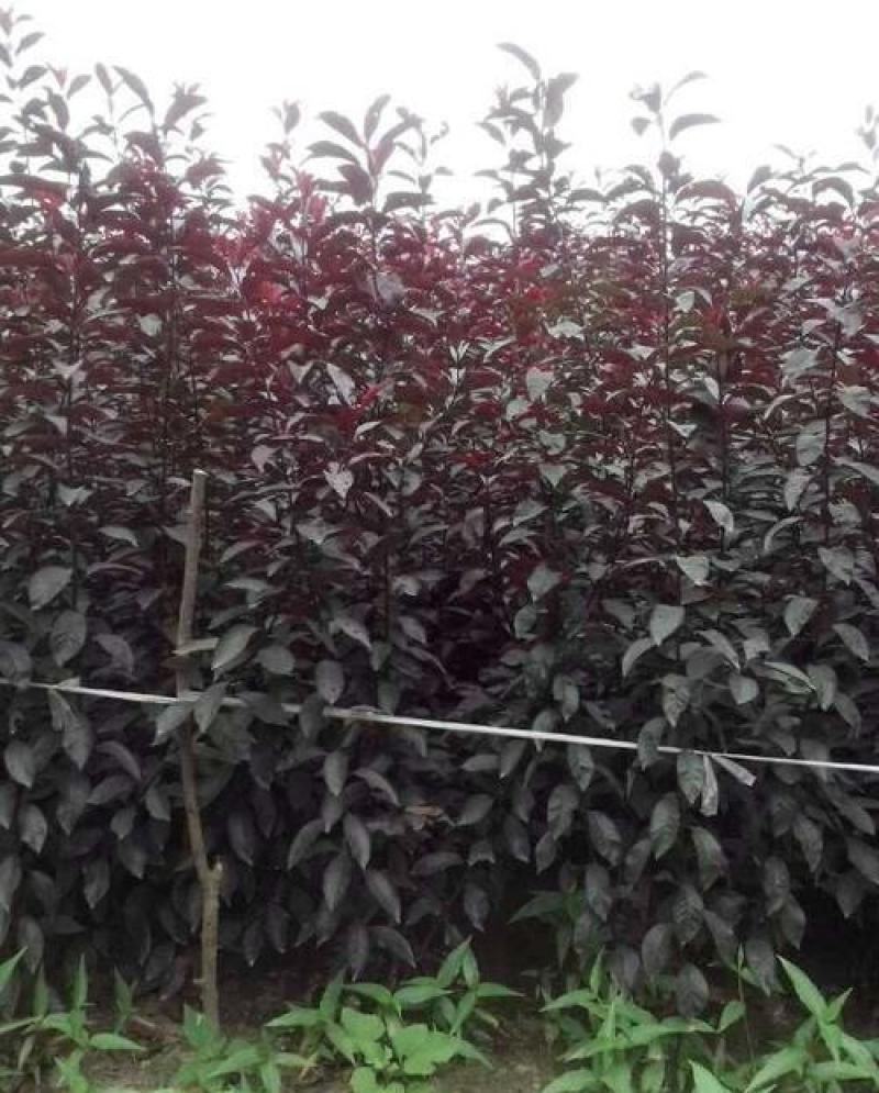 紫叶矮樱种子观叶树种孤植群植皆宜彩叶乔木种子