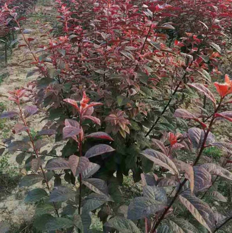 紫叶矮樱种子观叶树种孤植群植皆宜彩叶乔木种子