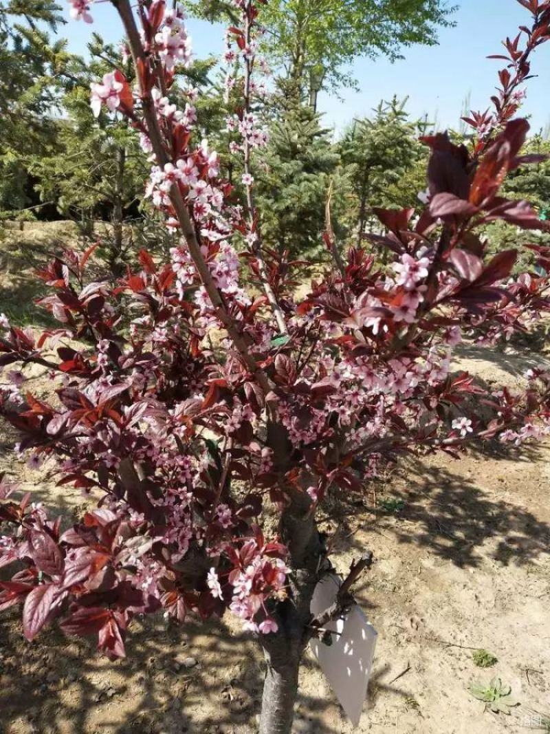 紫叶矮樱种子观叶树种孤植群植皆宜彩叶乔木种子