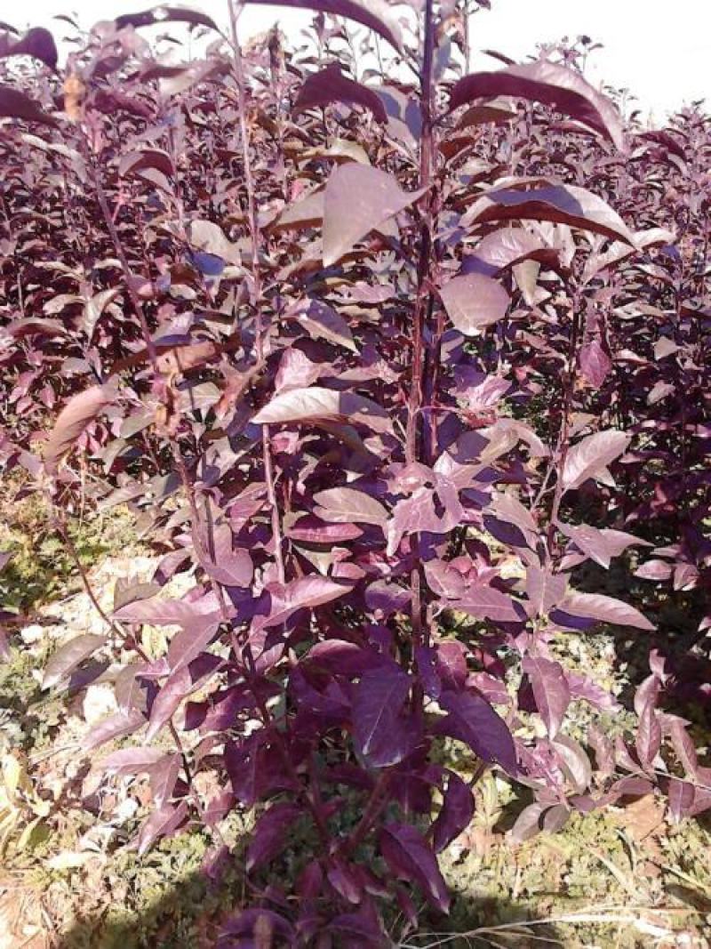 紫叶矮樱种子观叶树种孤植群植皆宜彩叶乔木种子