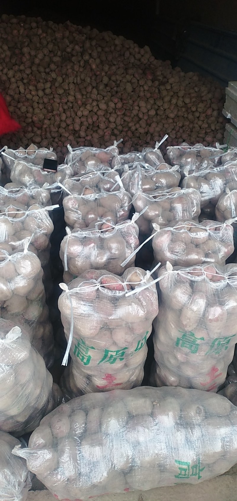 宁夏固原西吉红皮土豆现货现装，杜绝一切不良行为，诚信经营