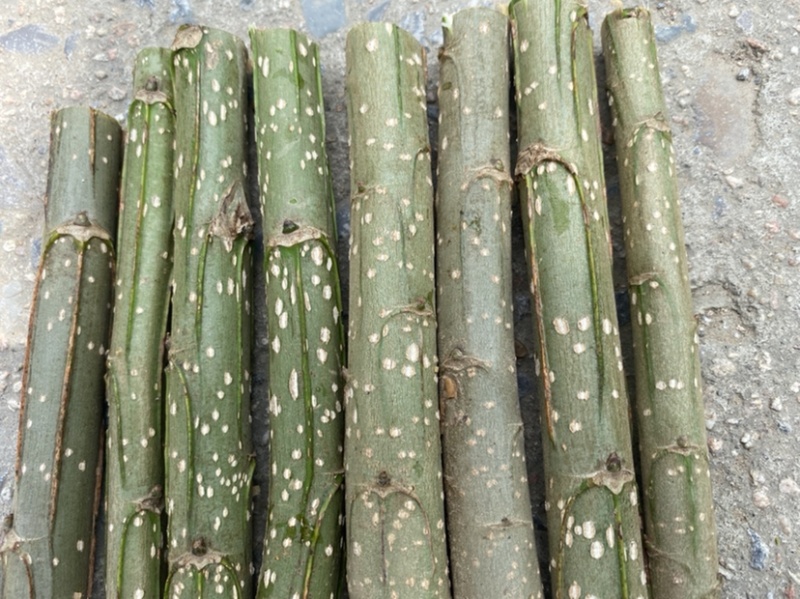 速生无絮杨，及种段当年长势5到8公分，成活率高