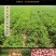 5斤装纯正花生油农家自榨家用油2021年山东古法物理压榨