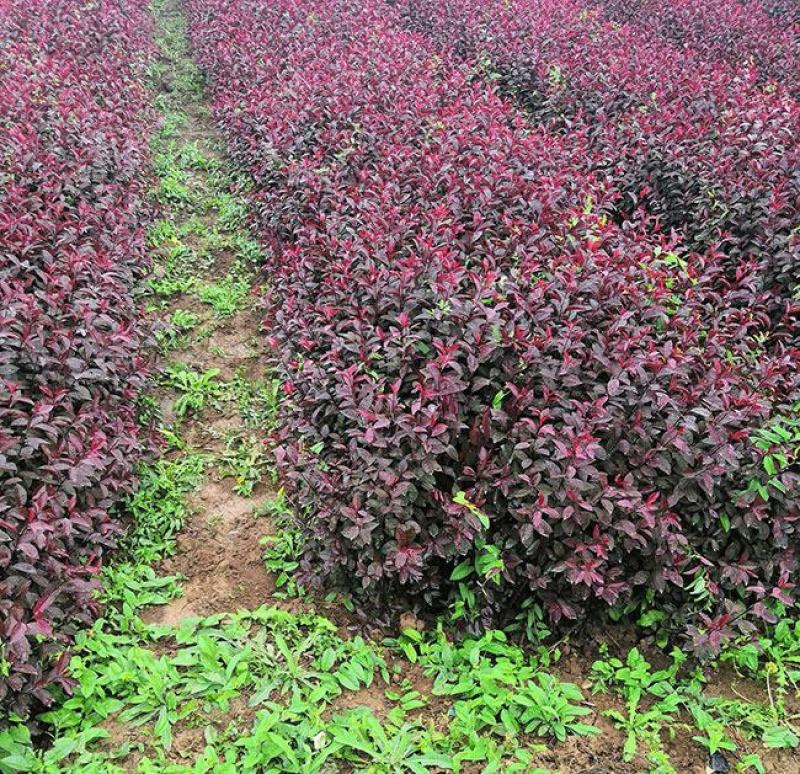工程绿化苗紫叶矮樱树苗庭院别墅园艺植物观赏树木种苗