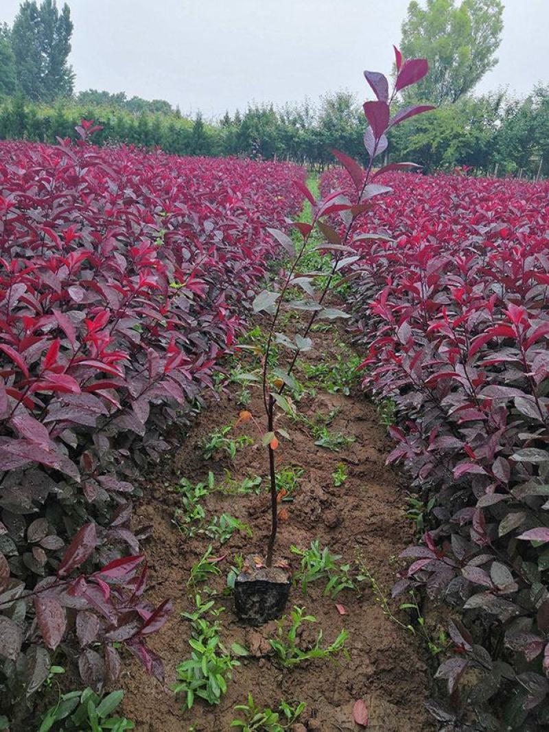 工程绿化苗紫叶矮樱树苗庭院别墅园艺植物观赏树木种苗