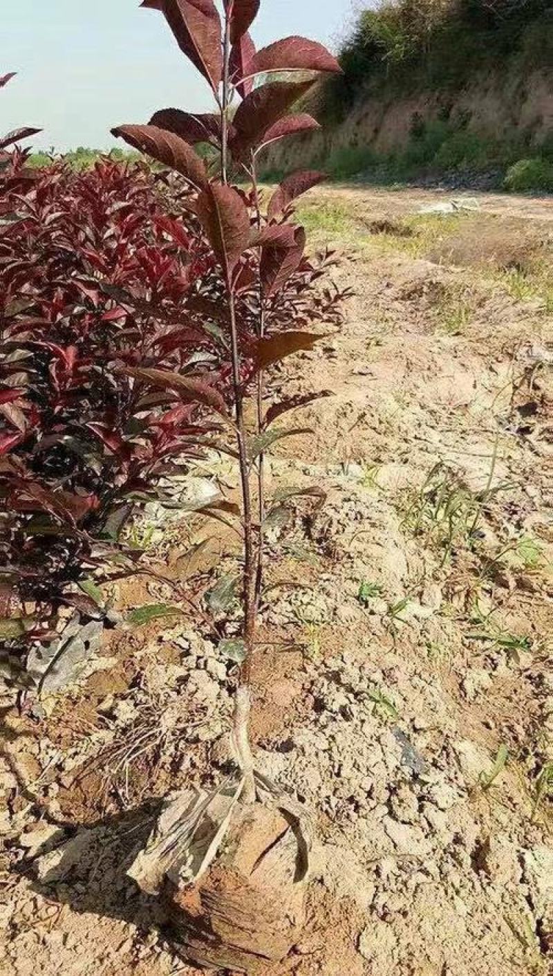 工程绿化苗紫叶矮樱树苗庭院别墅园艺植物观赏树木种苗