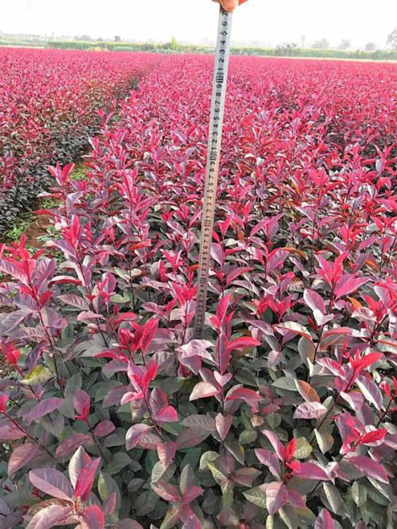 工程绿化苗紫叶矮樱树苗庭院别墅园艺植物观赏树木种苗