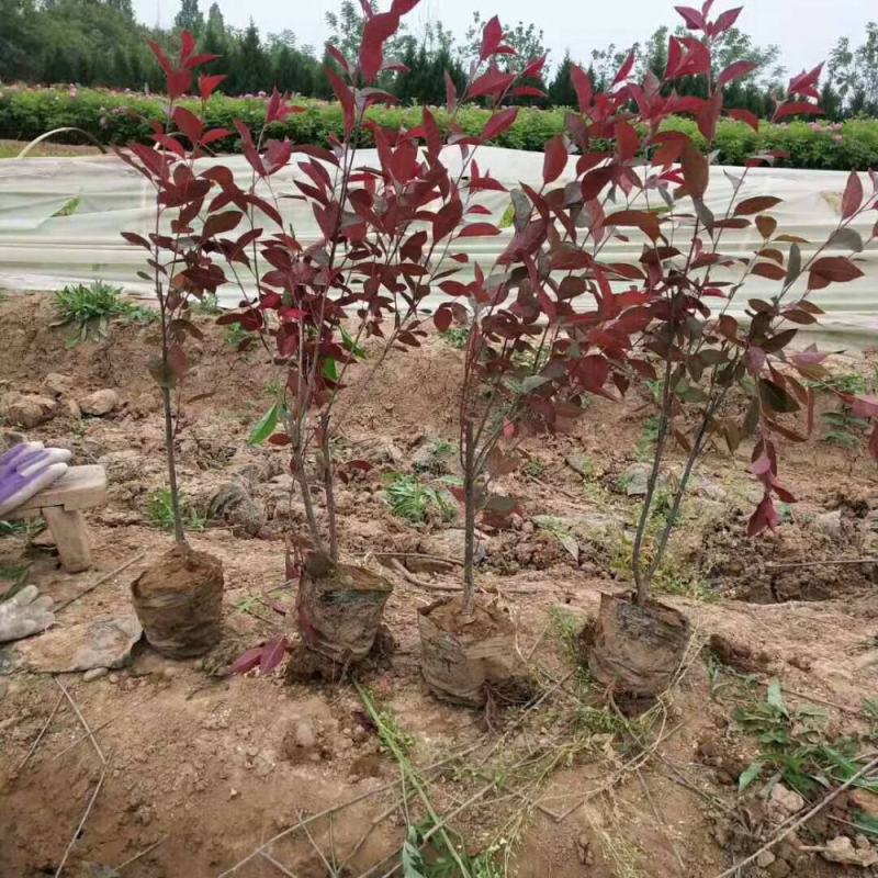 工程绿化苗紫叶矮樱树苗庭院别墅园艺植物观赏树木种苗