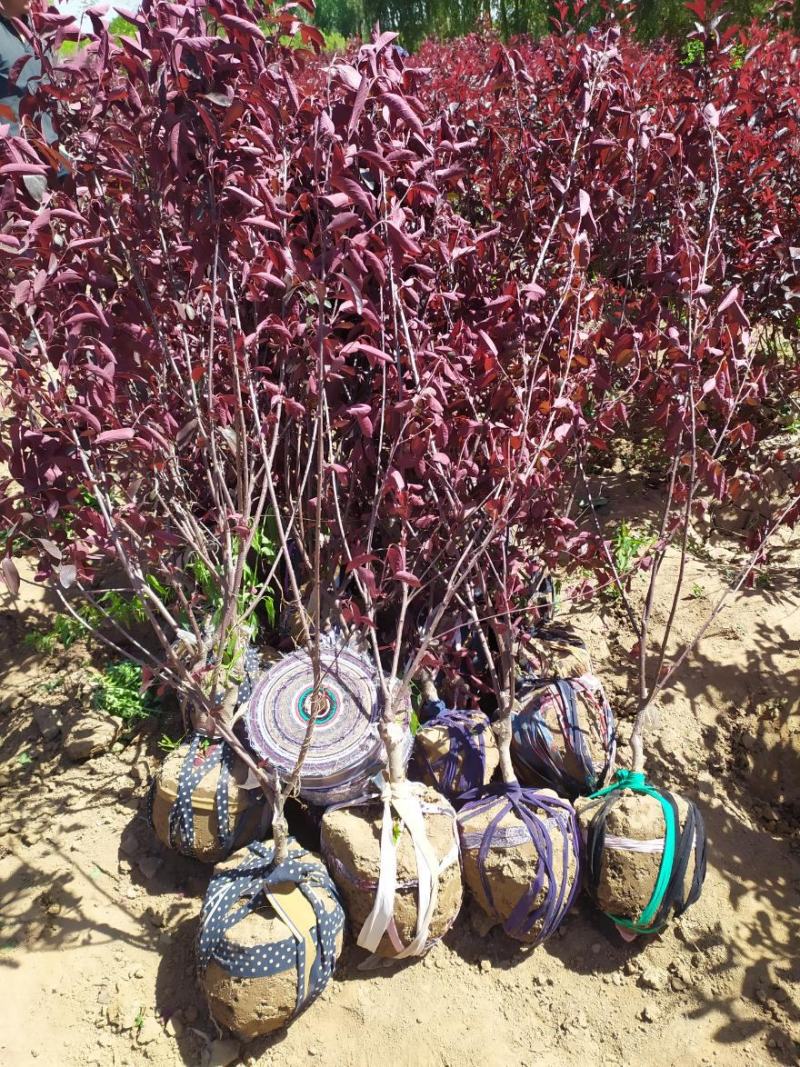 工程绿化苗紫叶矮樱树苗庭院别墅园艺植物观赏树木种苗