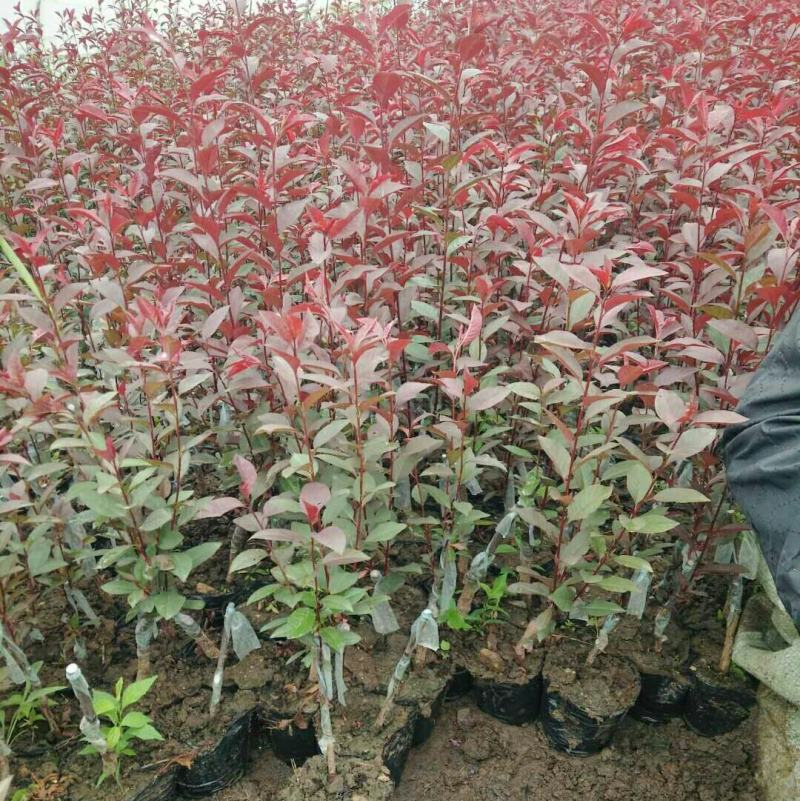 工程绿化苗紫叶矮樱树苗庭院别墅园艺植物观赏树木种苗