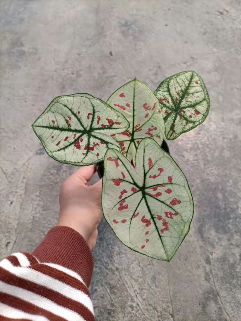 110#彩叶芋，基地直发，实物实拍图，发货标准参考