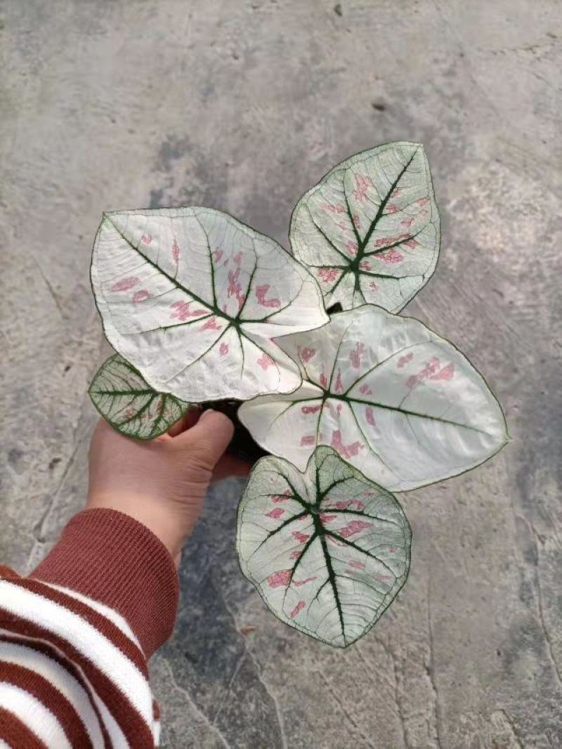 110#彩叶芋，基地直发，实物实拍图，发货标准参考