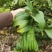 佛手广佛手大量供应，奶茶店专用、货源稳定