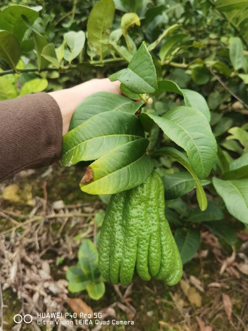 佛手广佛手大量供应，奶茶店专用、货源稳定