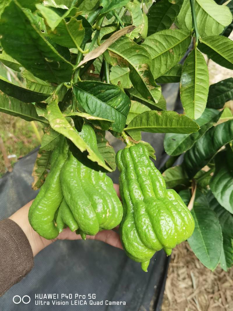 佛手广佛手大量供应，奶茶店专用、货源稳定