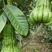 佛手广佛手大量供应，奶茶店专用、货源稳定