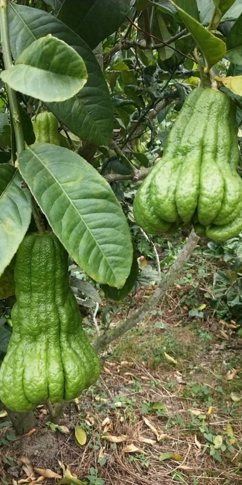 佛手广佛手大量供应，奶茶店专用、货源稳定