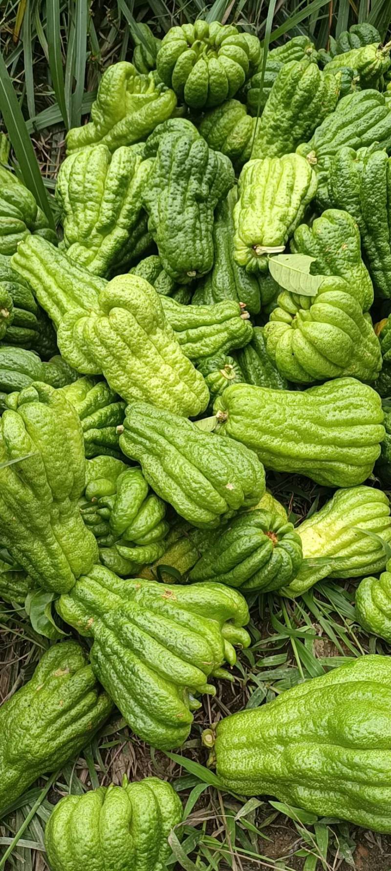 佛手广佛手大量供应，奶茶店专用、货源稳定