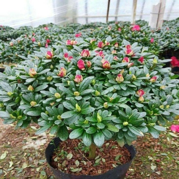 杜鹃花盆栽四季杜鹃小苗室内外阳台花卉绿植盆景