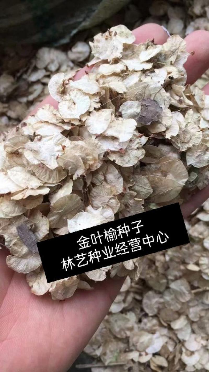 林木种子金叶榆种子白榆家榆榆树种子白榆树种子