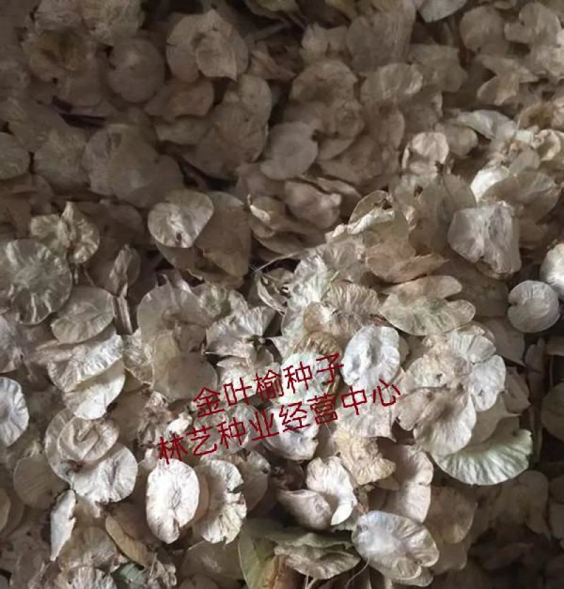 林木种子金叶榆种子白榆家榆榆树种子白榆树种子