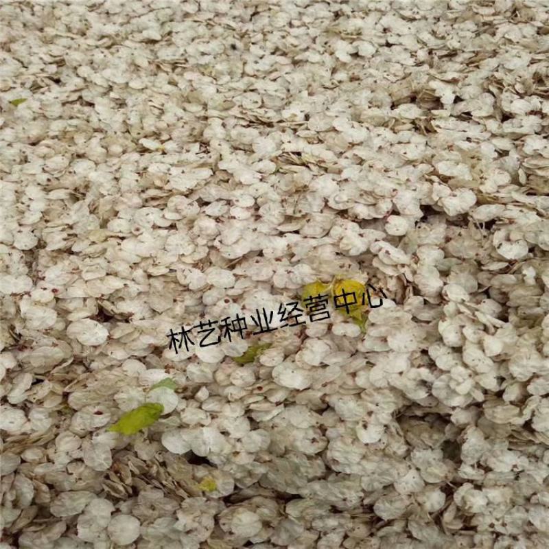 林木种子金叶榆种子白榆家榆榆树种子白榆树种子
