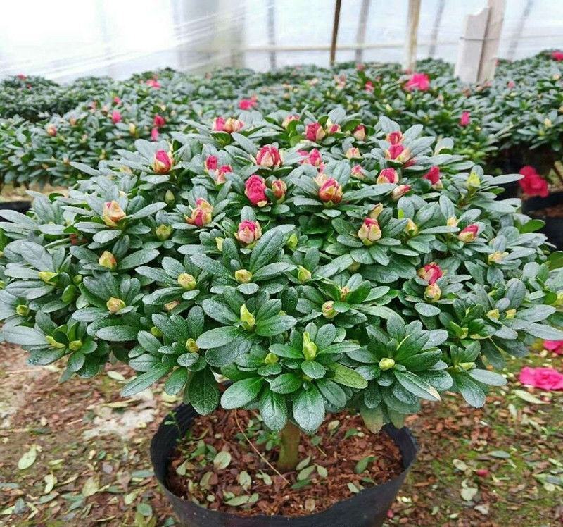 杜鹃花盆栽四季杜鹃小苗室内外阳台花卉绿植盆景