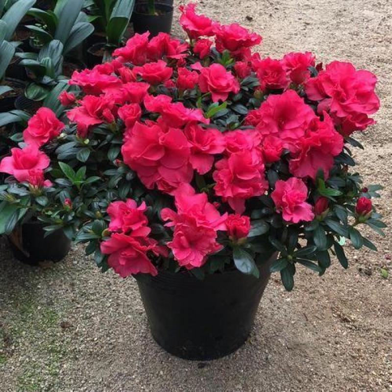 杜鹃花盆栽四季杜鹃小苗室内外阳台花卉绿植盆景