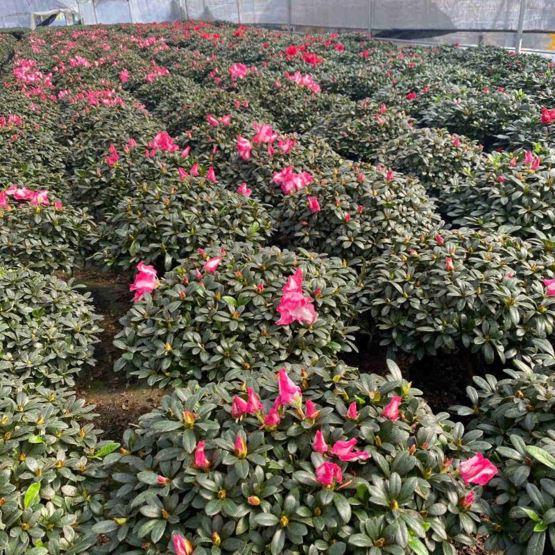 杜鹃花盆栽四季杜鹃小苗室内外阳台花卉绿植盆景