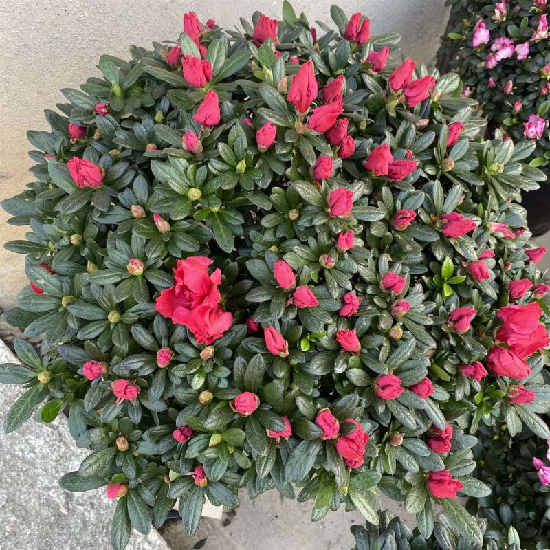 杜鹃花盆栽四季杜鹃小苗室内外阳台花卉绿植盆景