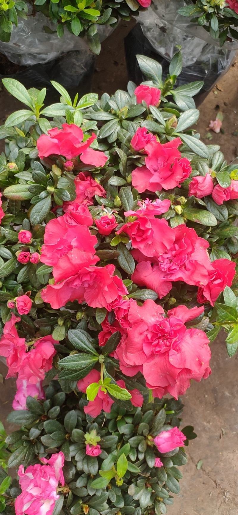 杜鹃花盆栽四季杜鹃小苗室内外阳台花卉绿植盆景