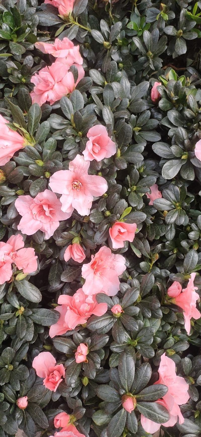 杜鹃花盆栽四季杜鹃小苗室内外阳台花卉绿植盆景